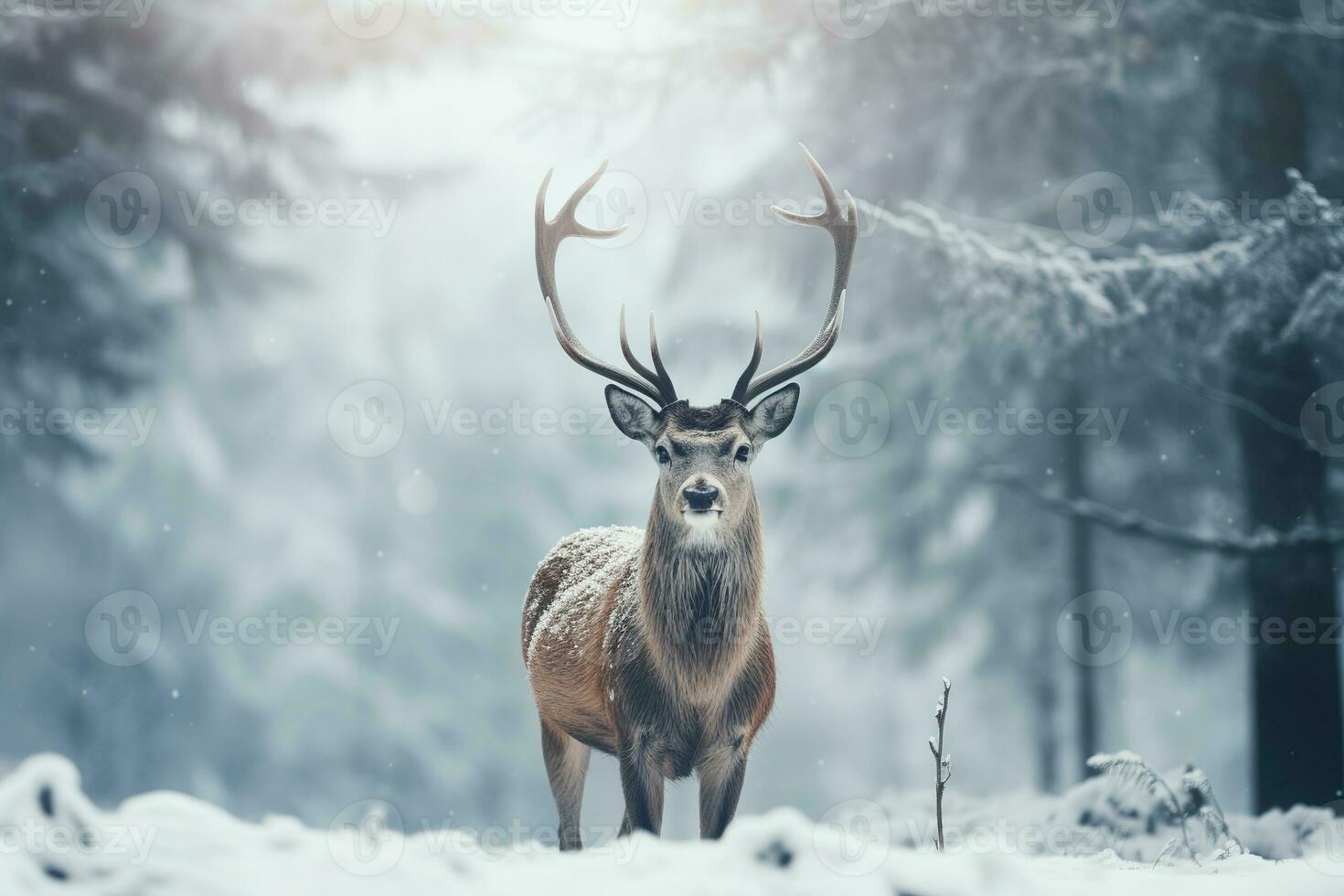 A deer stands in front of a snow covered field in a winter forest