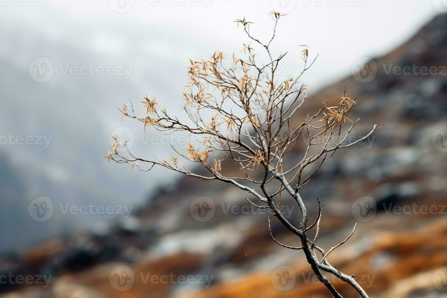 Gentle mountain forest breeze, snowy sky backdrop, swaying winter plants, and serene branches in a tranquil natural scene. Generative AI photo