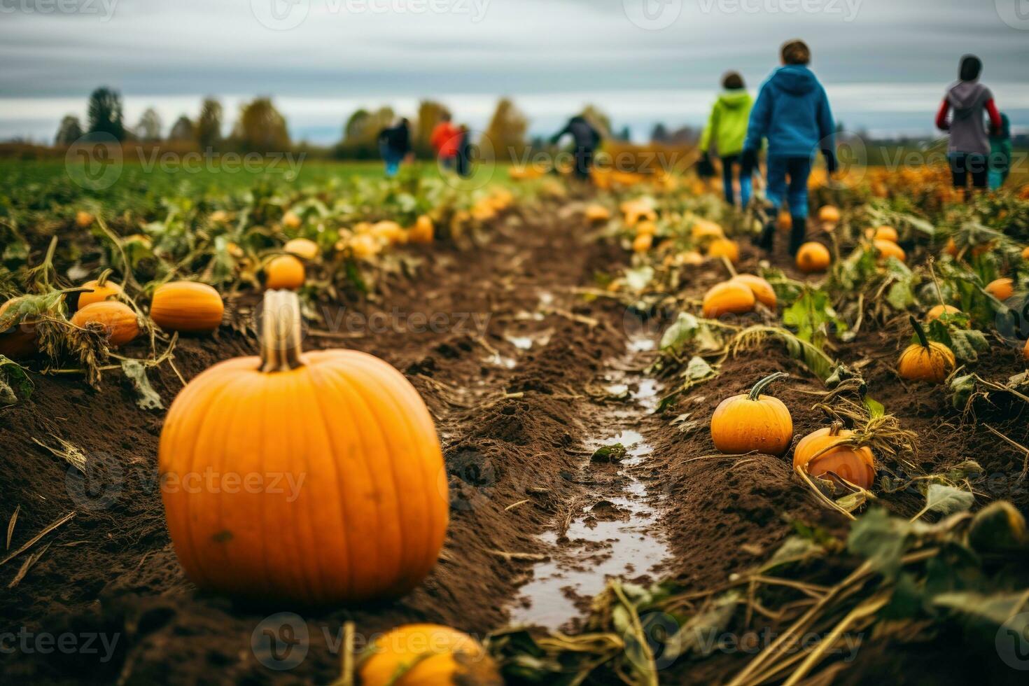 Rainy autumn day at a pumpkin farm, perfect for family picking. Get your Thanksgiving pie ingredients and enjoy organic, non-GMO veggies. Generative AI photo