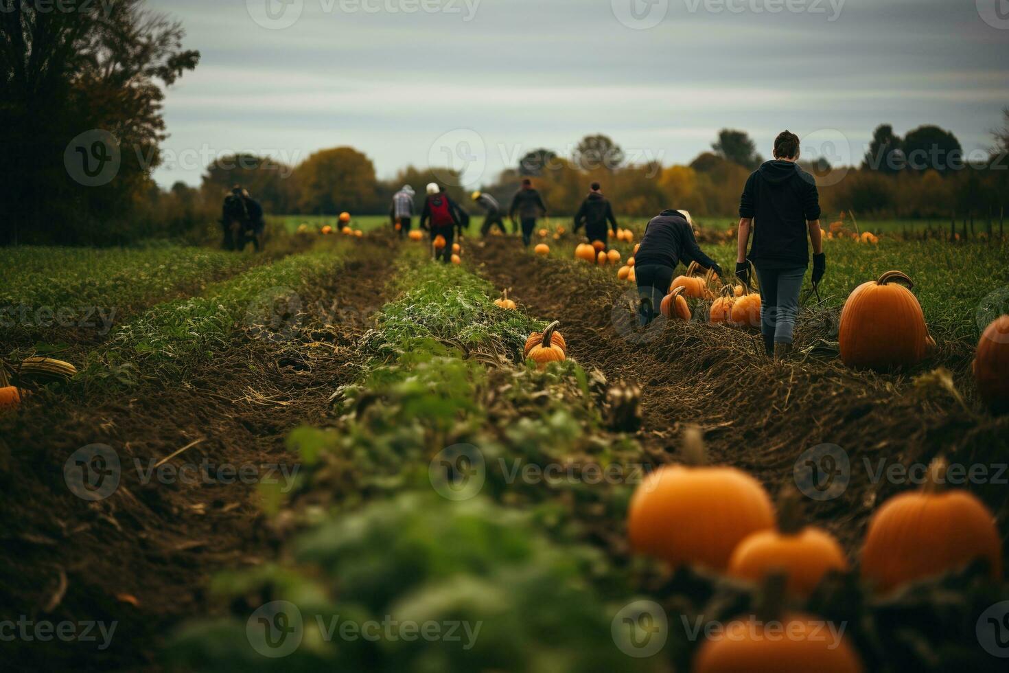 Rainy autumn day at a pumpkin farm, perfect for family picking. Get your Thanksgiving pie ingredients and enjoy organic, non-GMO veggies. Generative AI photo
