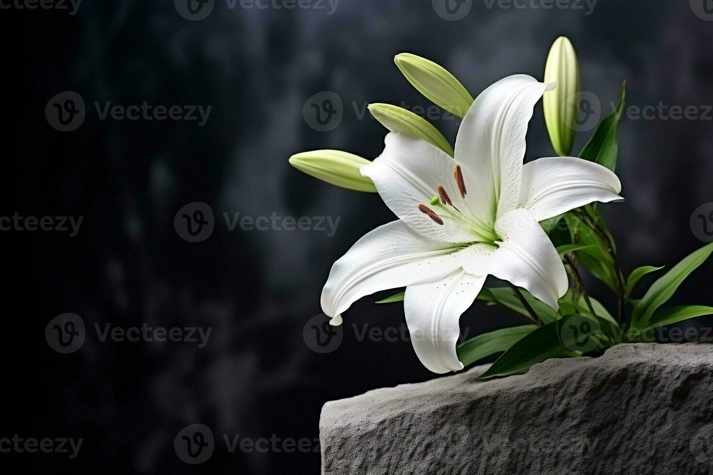 Beautiful white lily flowers on black background with copy space.Funeral Concept AI generated photo