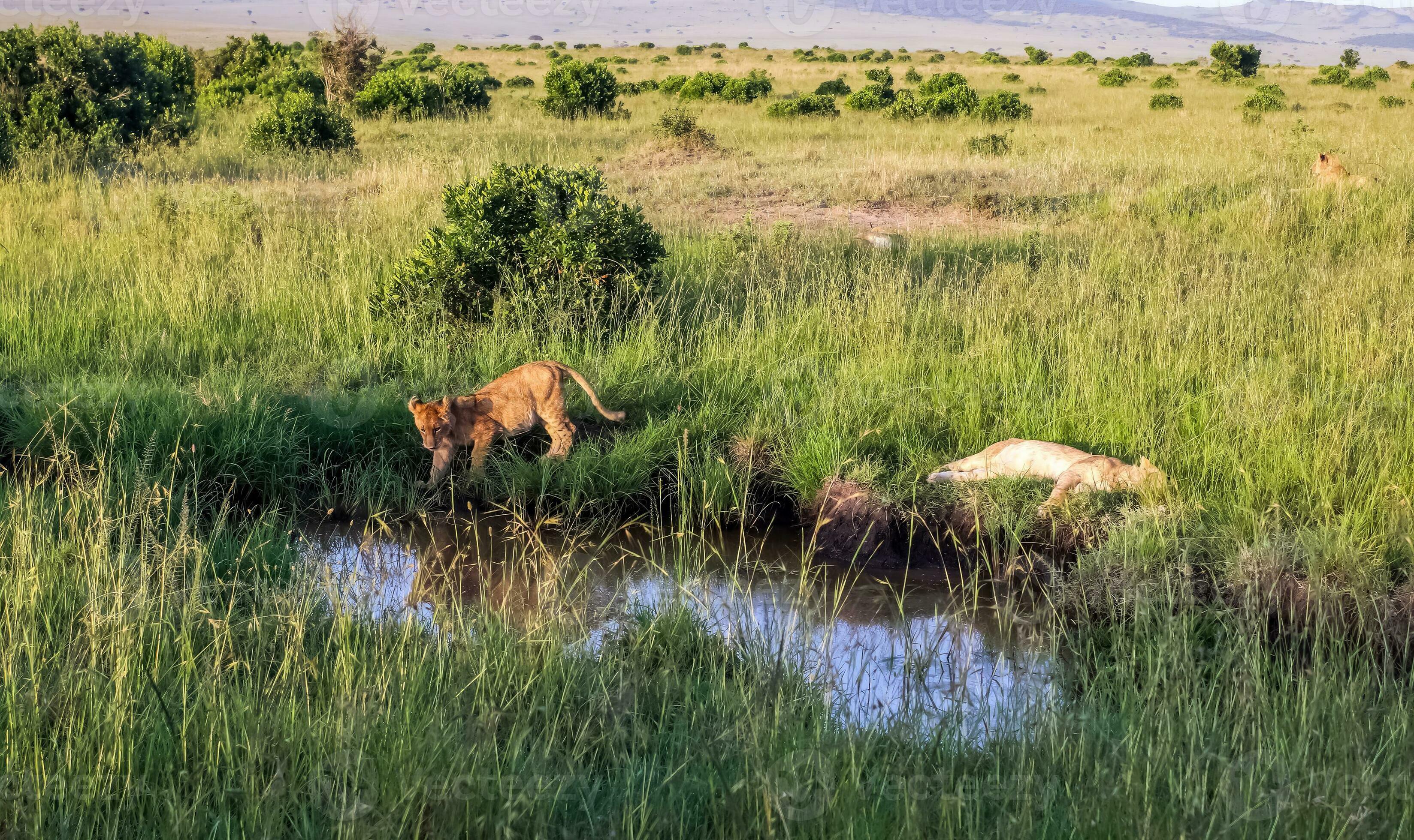 Wild lions in the savannah of Africa. 30800521 Stock Photo at Vecteezy