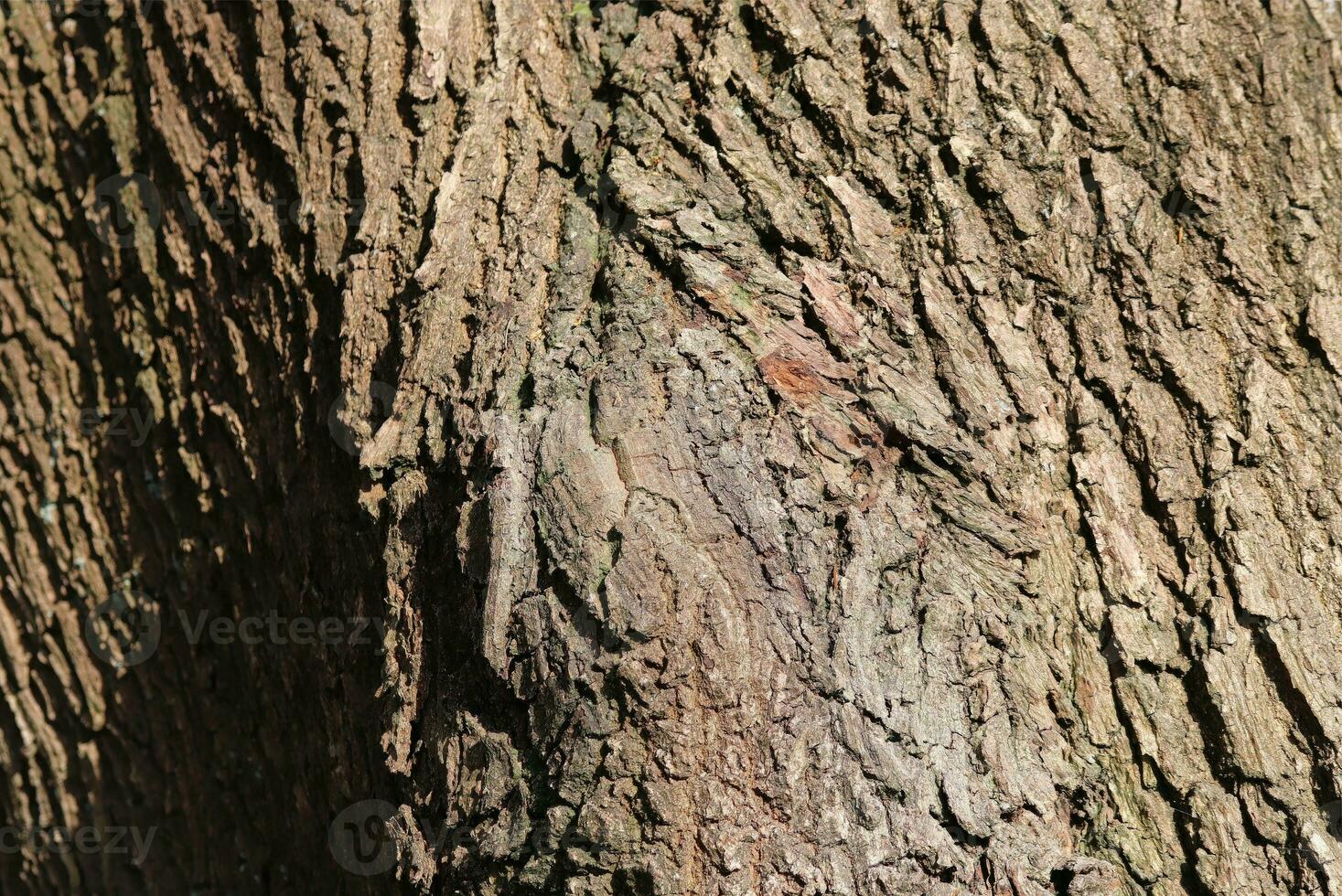 Close up at very detailed tree bark texture in high resolution. photo