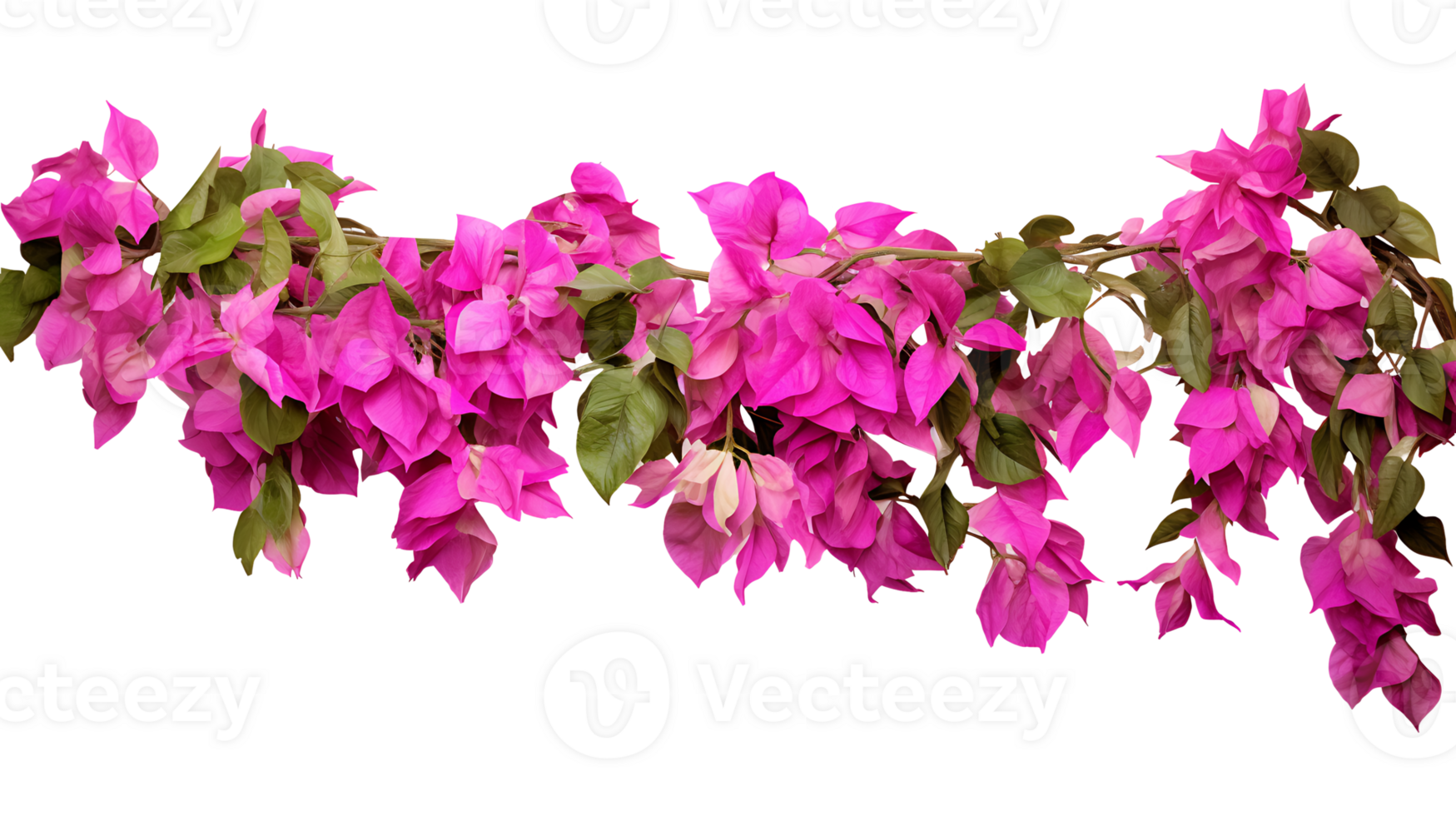 Bougainvillea hanging plants isolated on transparent background  ai generated png