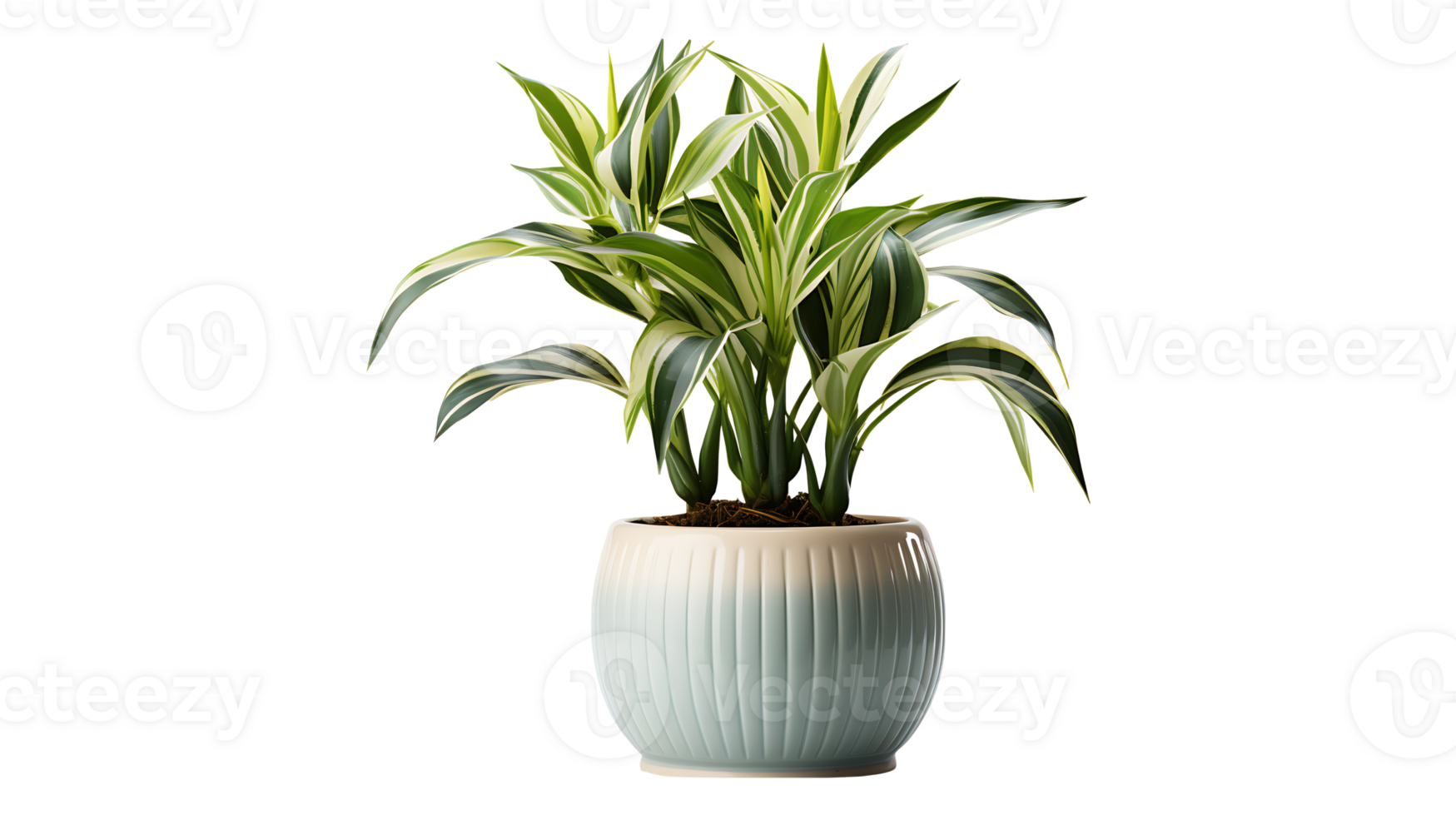 Dracaena fragrans house plant isolated on transparent background ai generated png