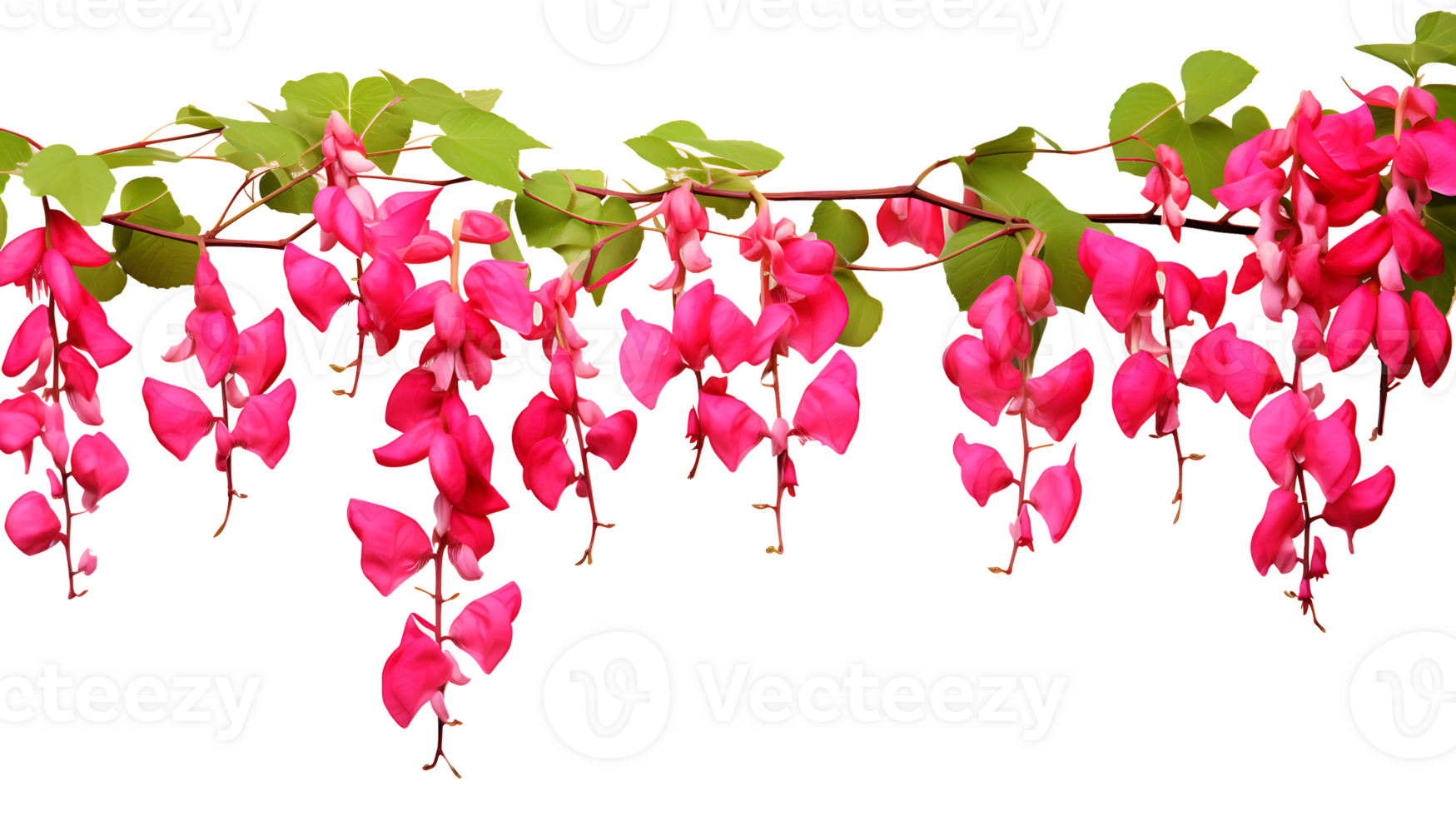 Bleeding heart vine group plants isolated on transparent background ai generated png