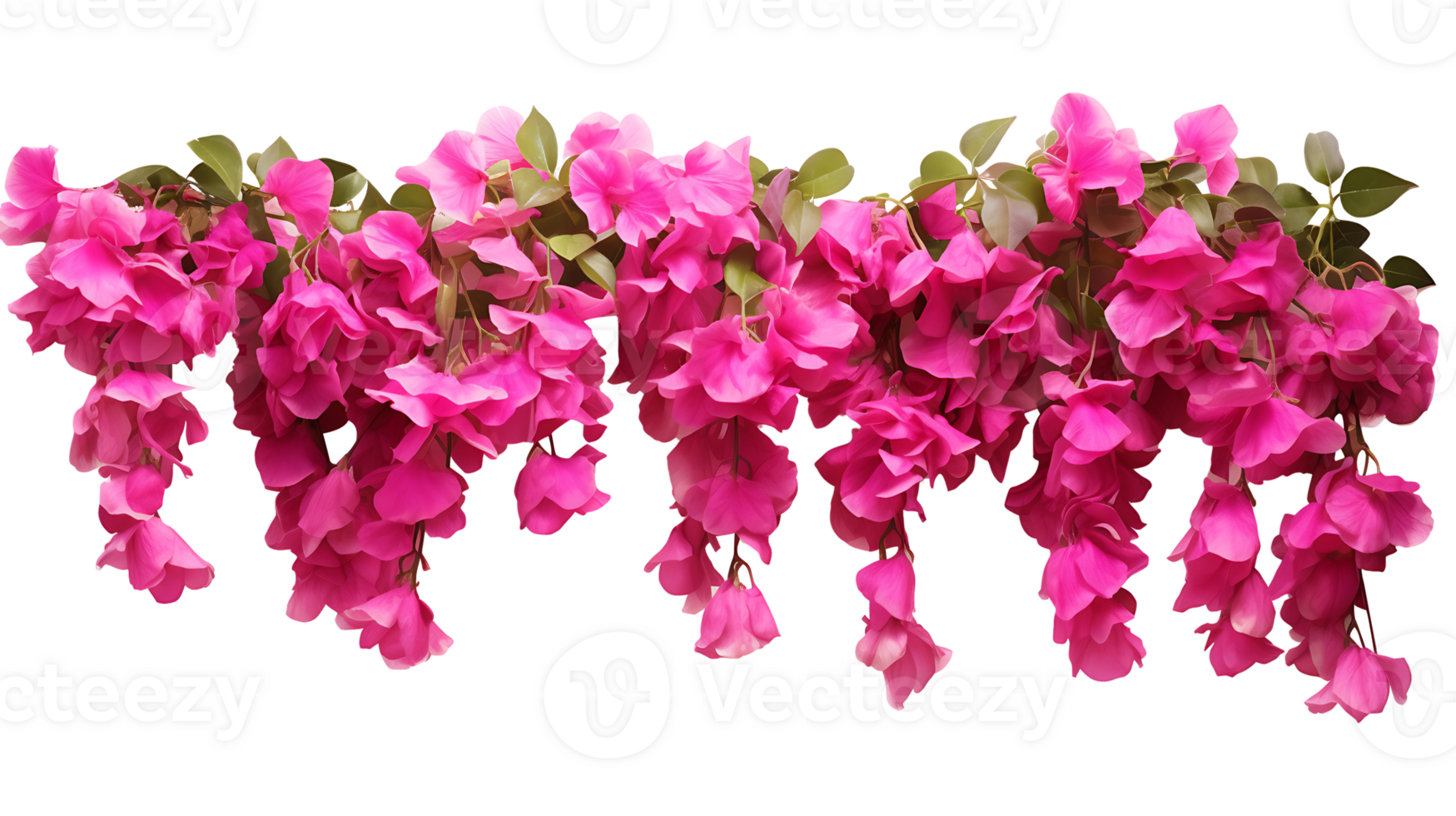 Bougainvillea hanging plants isolated on transparent background  ai generated png