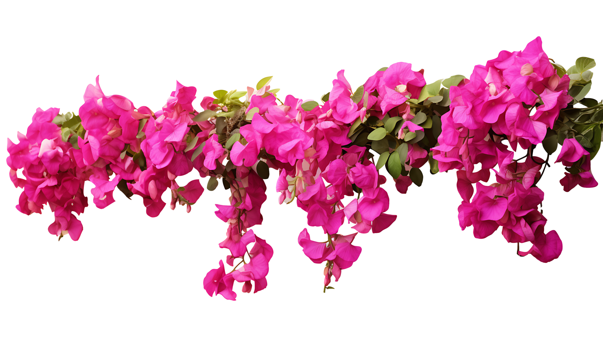 Bougainvillea hanging plants isolated on transparent background ai ...