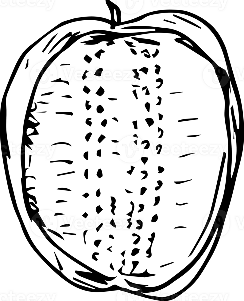 hand drawn bell pepper on transparent background. png