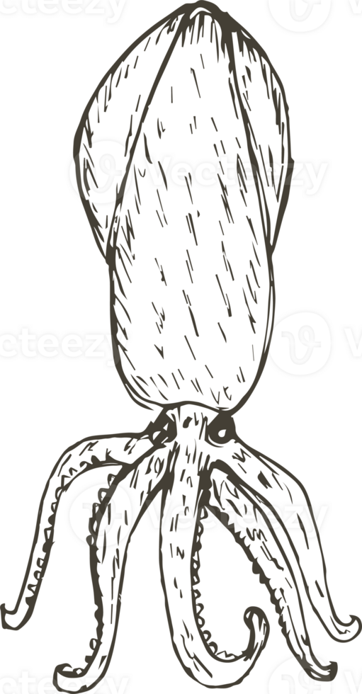 Hand drawn squid on transparent background. png