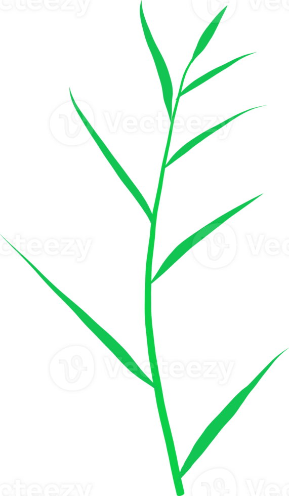 Leaf cartoon flat design. png