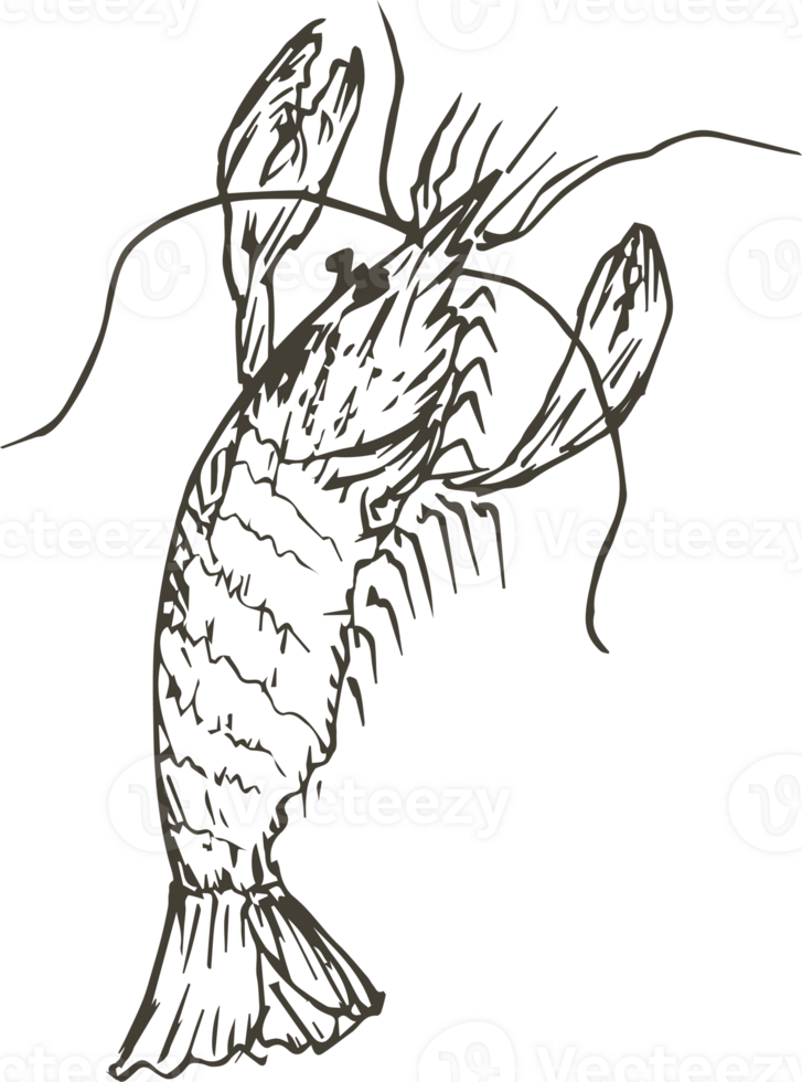 Hand drawn shrimp on transparent background. png