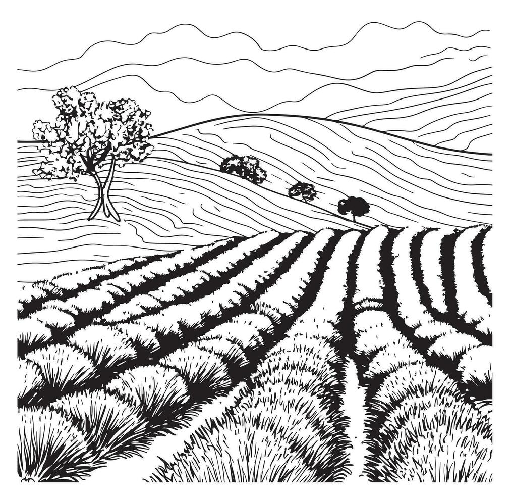 Lavender field sketch hand drawn in doodle style Vector illustration
