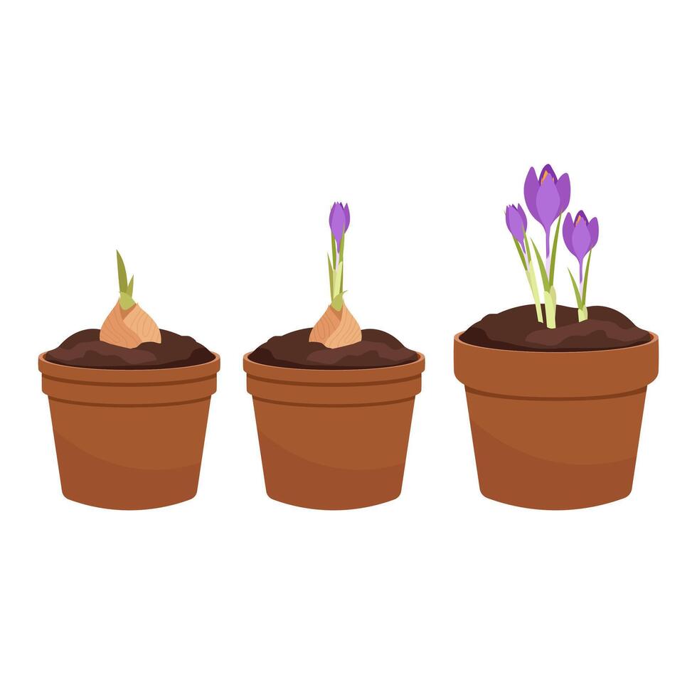 The growth of a crocus bulb planted in a clay pot. Growing a flower in a pot. vector