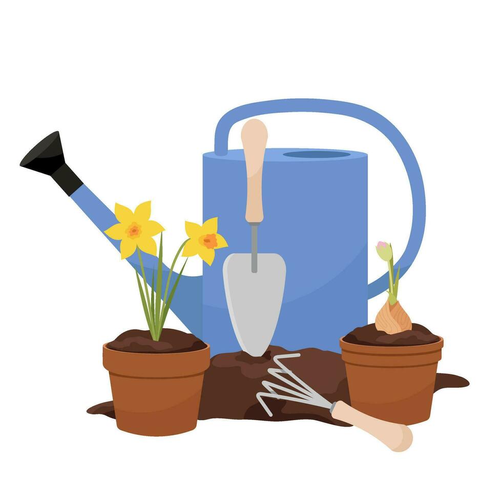 The process of planting daffodils. Garden tools for planting flowers. Composition of a garden watering can, flower pots and inventory. vector