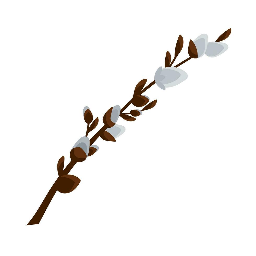 Flowering willow branch on a white background. vector