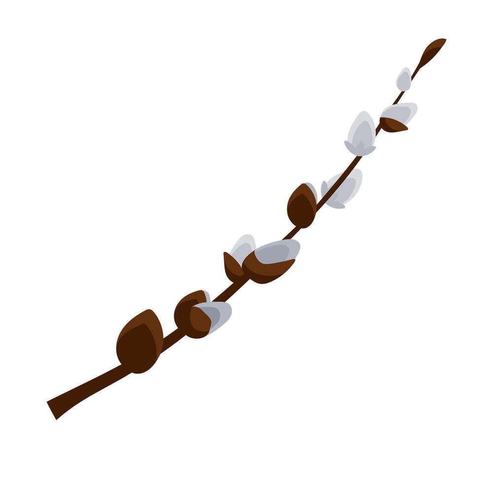 Willow branch vector illustration isolated on white background.