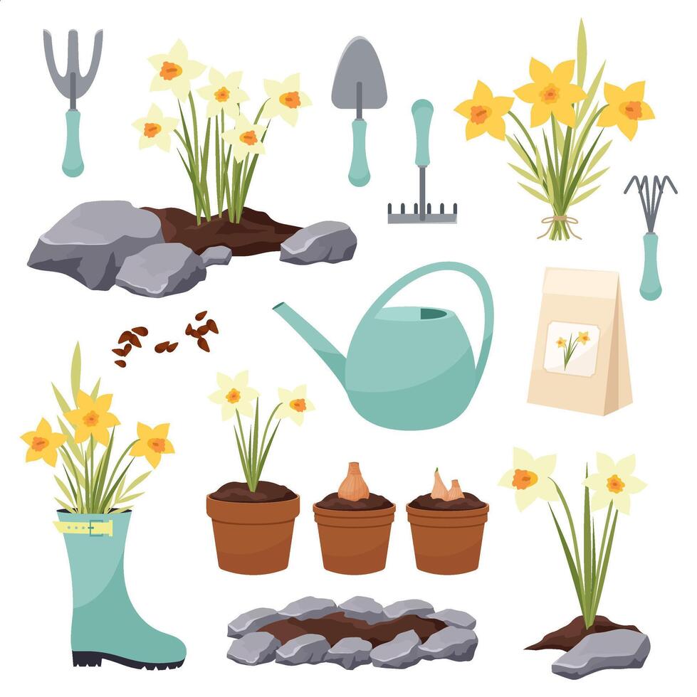 Big set of daffodil planting vector elements. Daffodils. Garden badges, icons. Garden tools. Daffodil seeds.