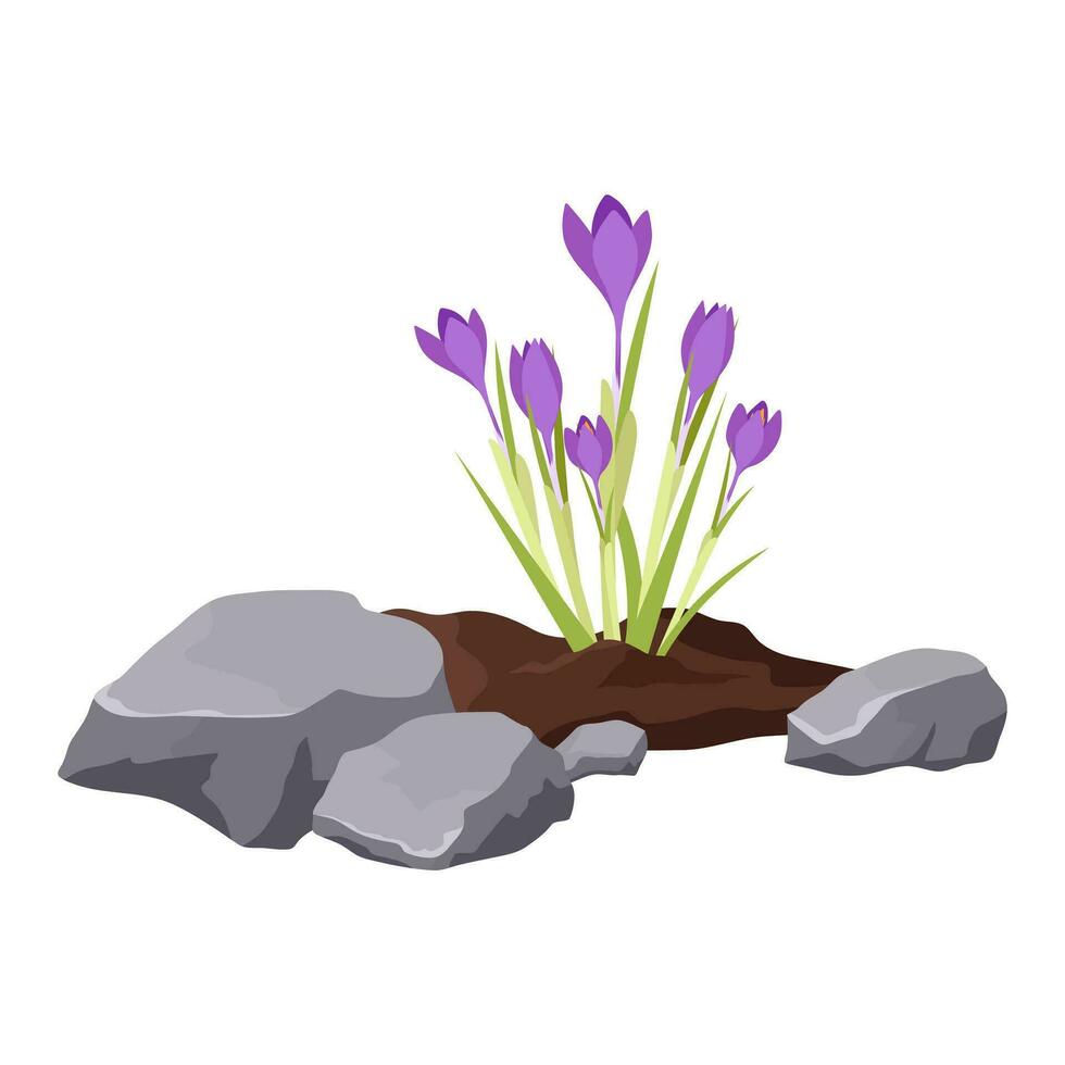 cama de flores forrado con piedras plantado azafrán flores en un flor cama. creciente primavera flores vector