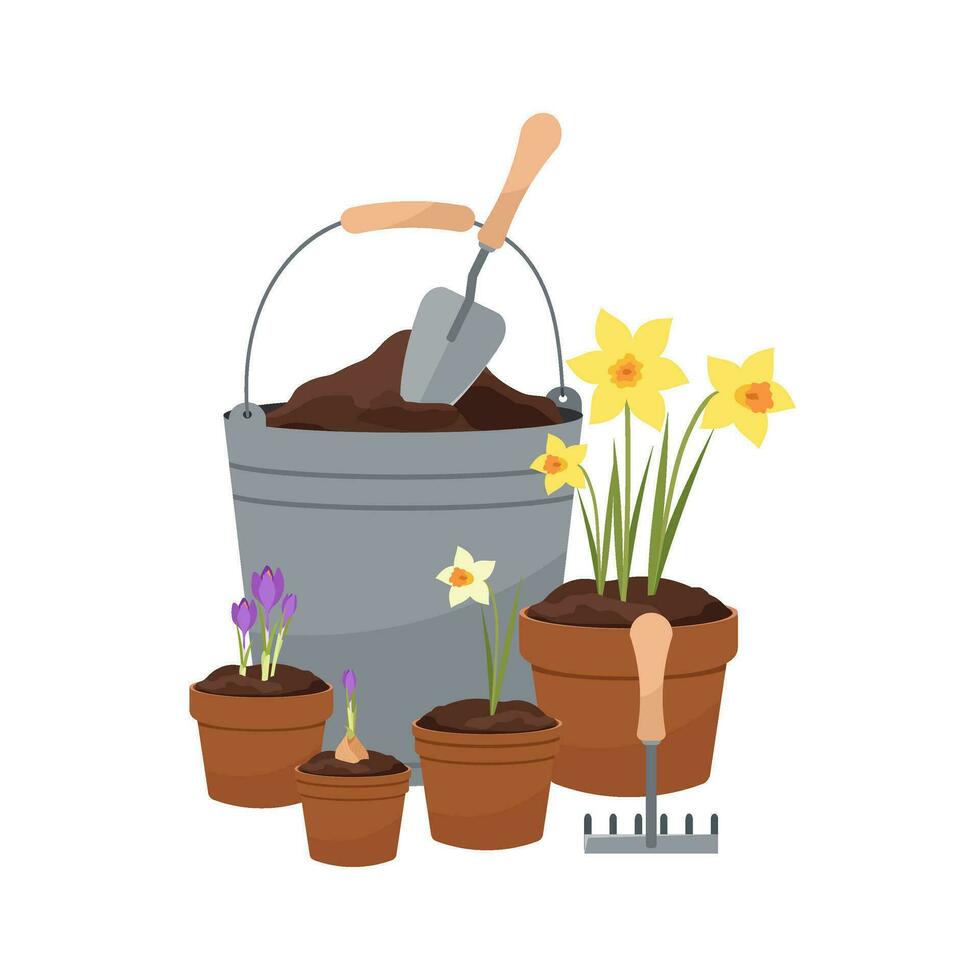 Spring garden equipment. Vector illustration of planting daffodil and crocus flowers. Pots for planting flowers.