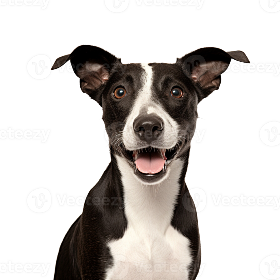 Cute dog no background png