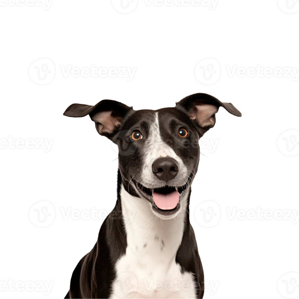 Cute dog no background png