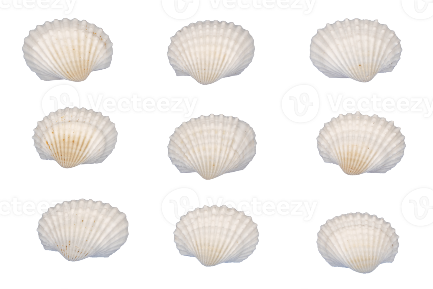 collection of white seashells element 30816530 PNG