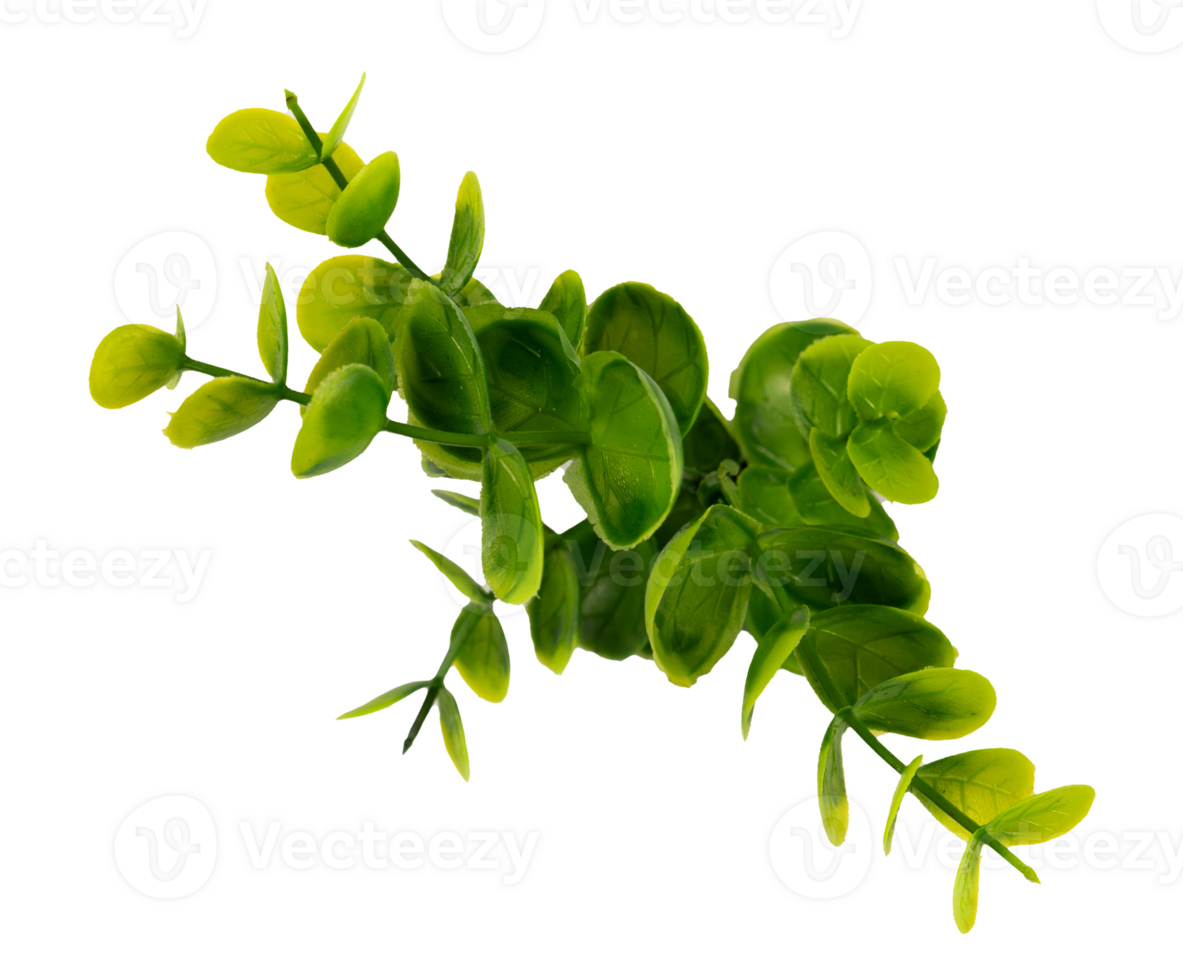 young green leaves isolated element png