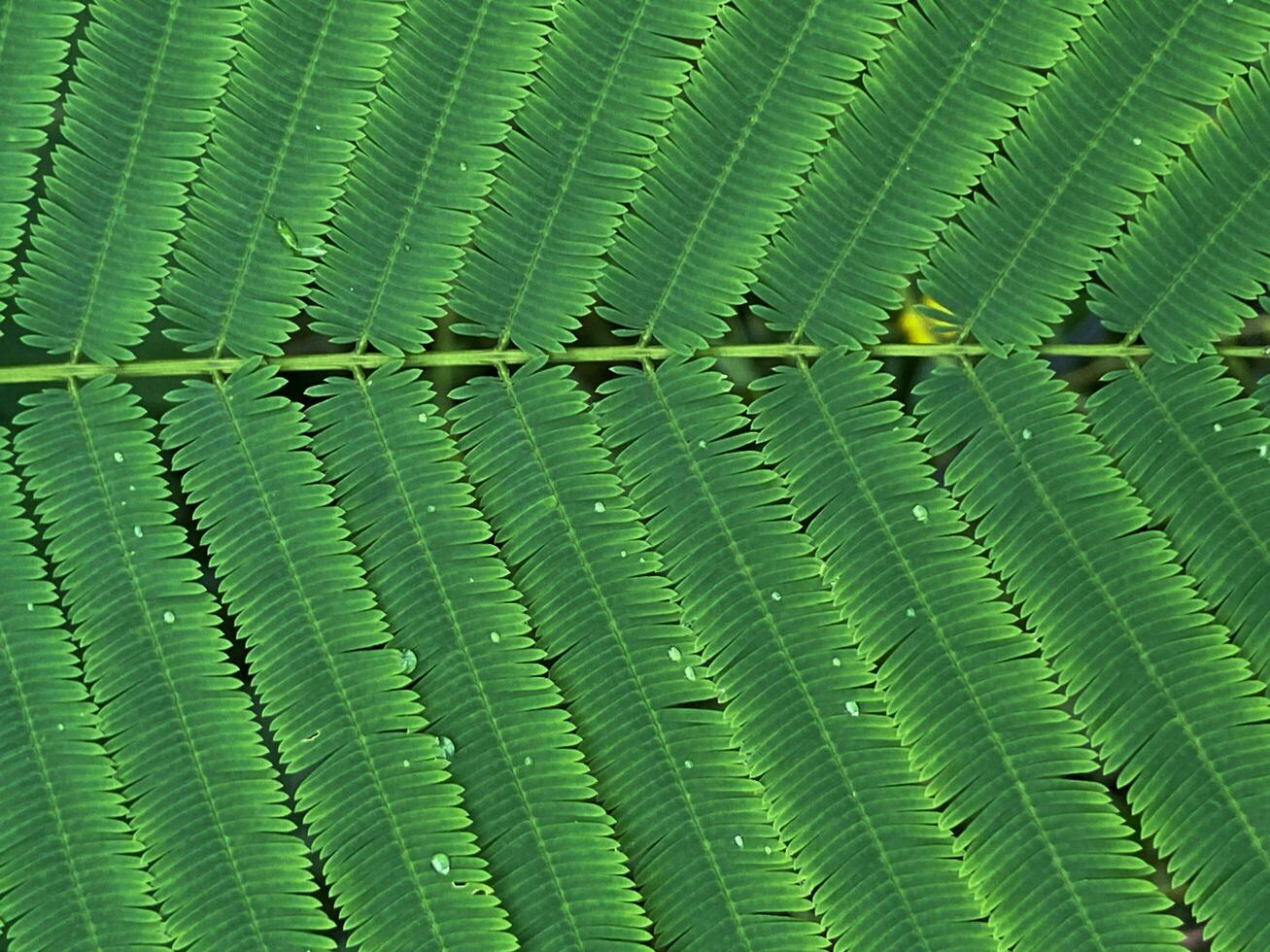 A close-up of Green fresh Acacia leaves in summer sunshine photo