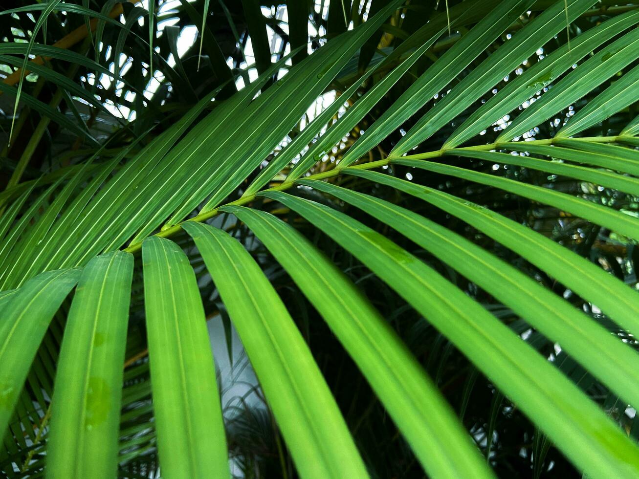 A close up view of coconut leaf in green color, Green leaves palm isolated on white, green leaves palm from tropical photo