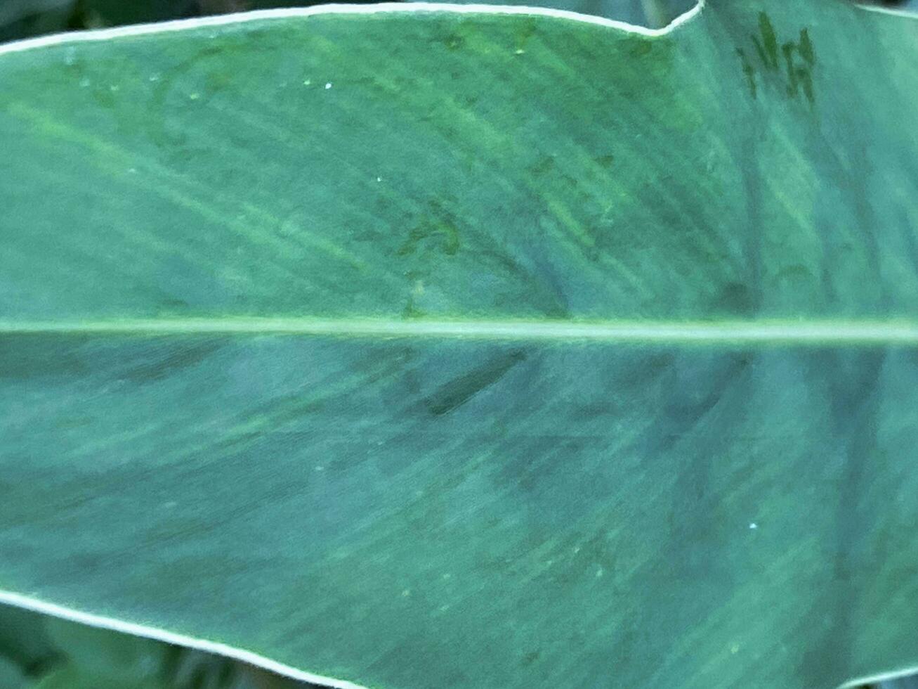 A Green tropical plant close-up. use in Abstract natural floral background Selective focus, Flowing lines of leaves photo