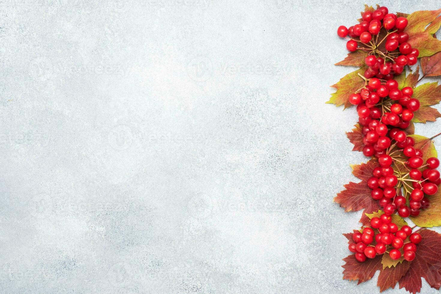 Red berries of fresh viburnum with leaves on a gray concrete background. Copy space. photo