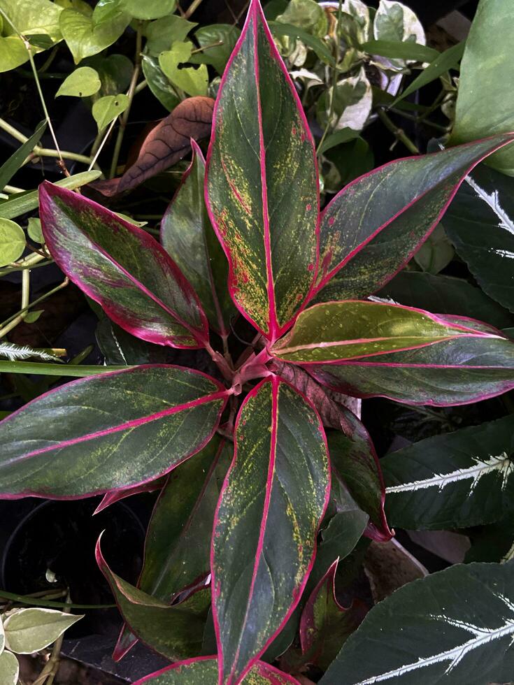 Abstract red texture, nature background, tropical leaves, Leaves of Spathiphyllum cannifolium, abstract red texture, nature background, tropical leaves photo