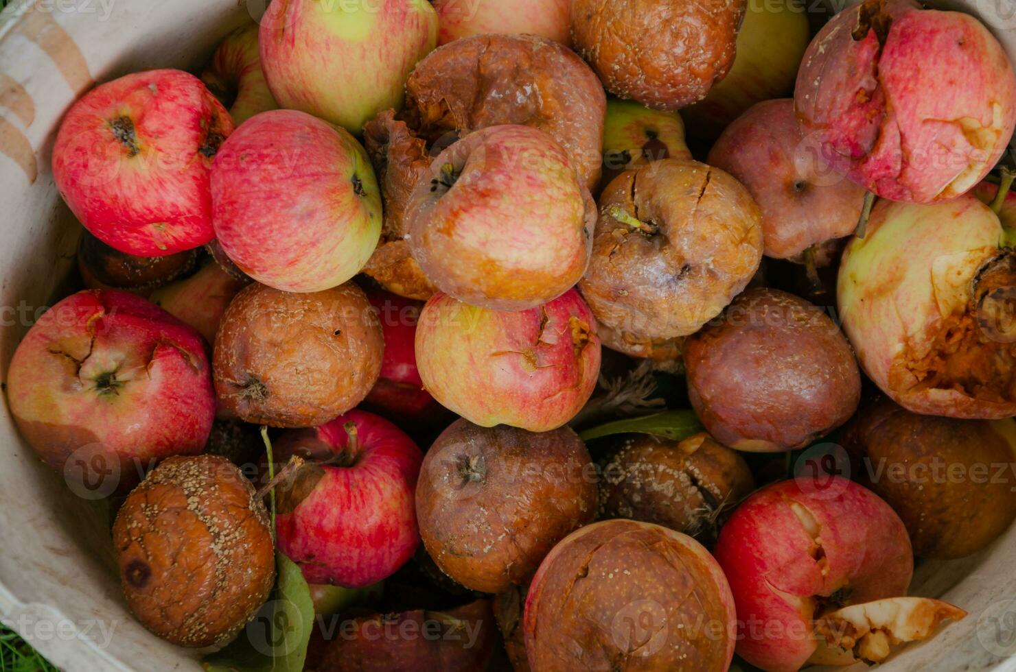 podrido rojo manzanas, otoño cosecha botín foto