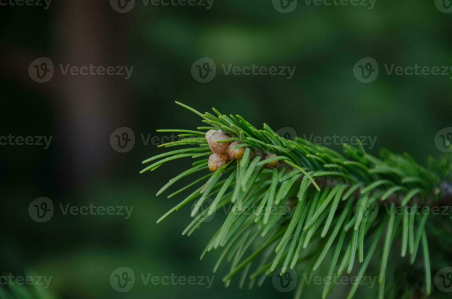 green background from a spruce branch with buds. photo