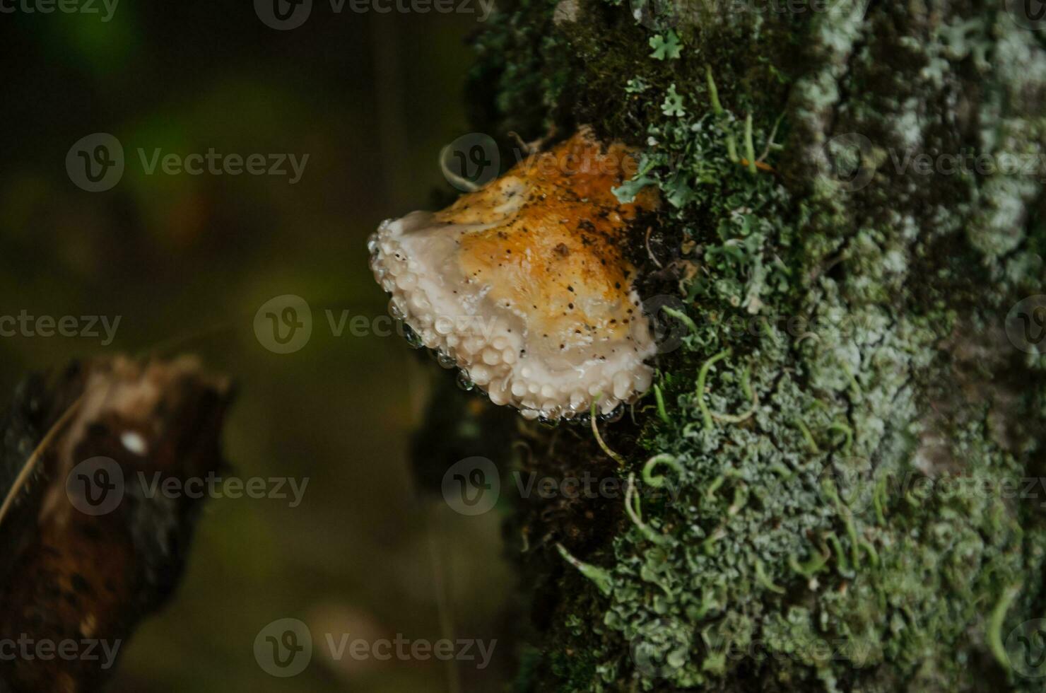 Beautiful tree mushroom on a tree trunk in the forest photo