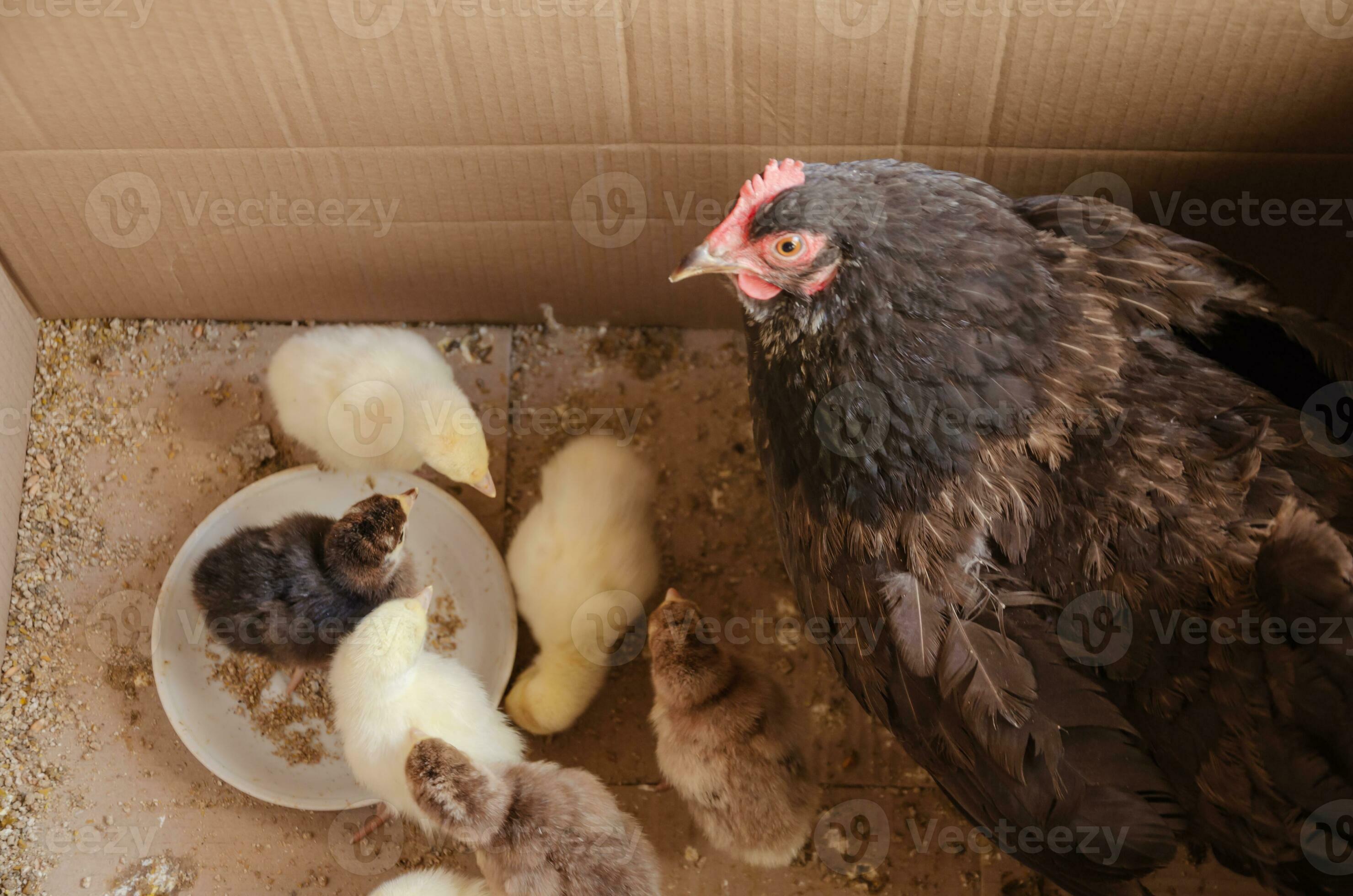 Chicken with dayold chicks in a box 30818852 Stock Photo at Vecteezy