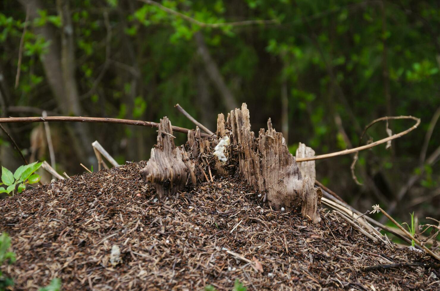 Anthill on a ruined stump. A lot of ants in the forest on the stump photo