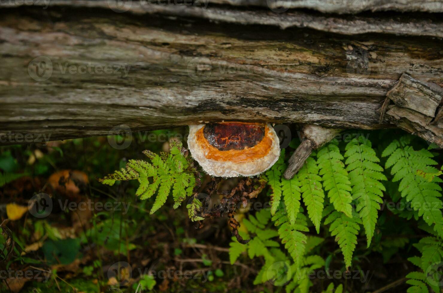 Beautiful tree mushroom on a tree trunk in the forest photo