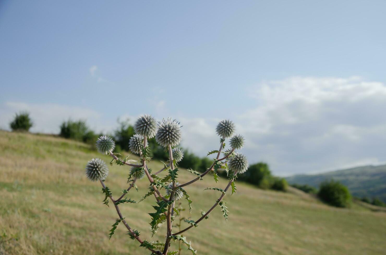 Beautiful round flower thorn mordovnik photo