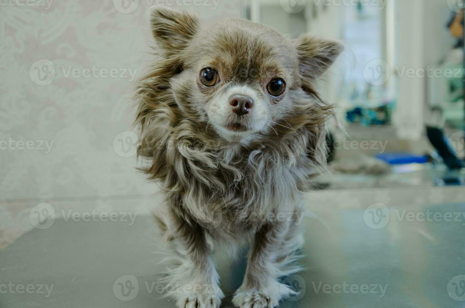A small shaggy Chihuahua dog on the groomer's table photo