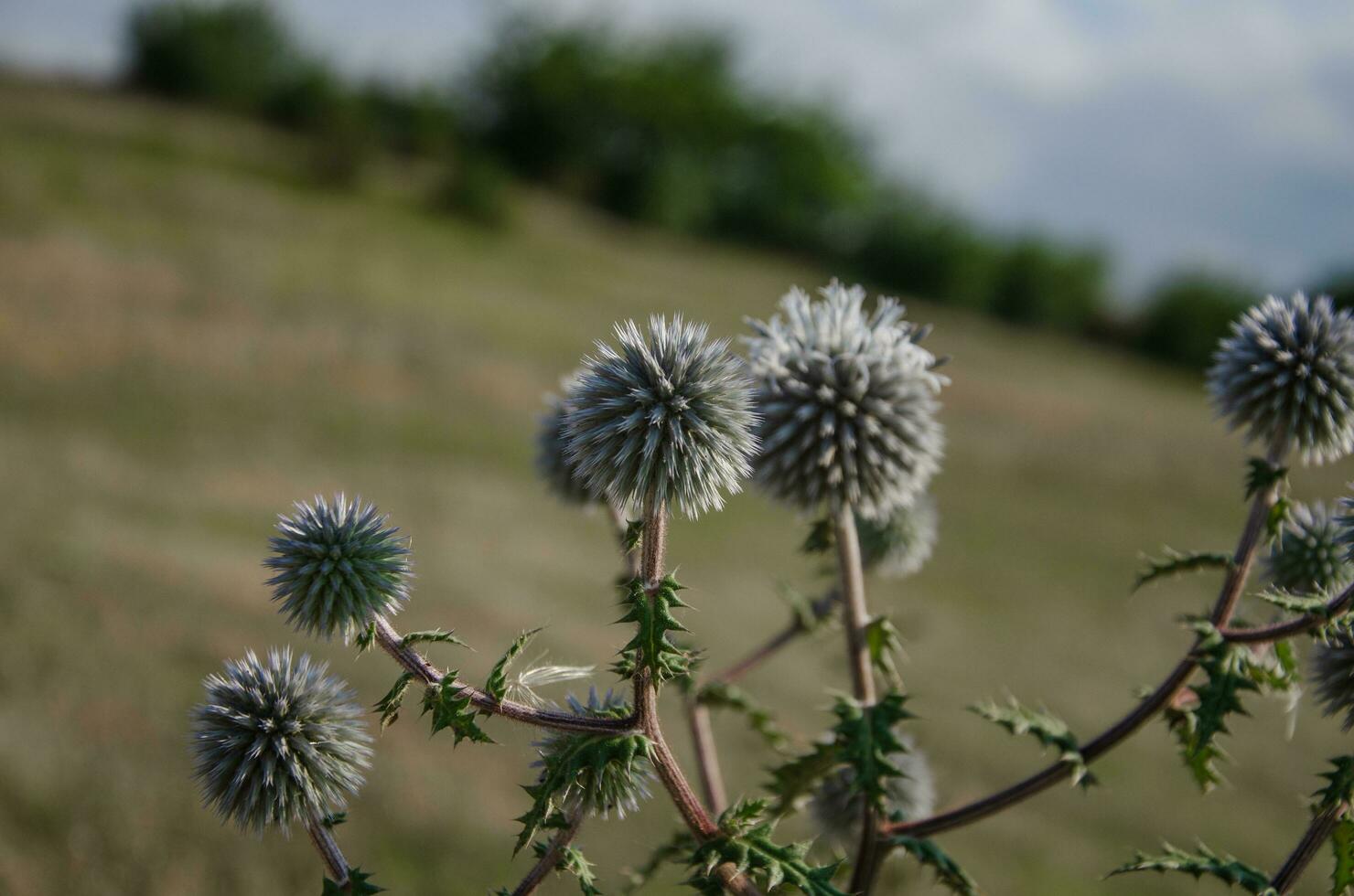 Beautiful round flower thorn mordovnik photo