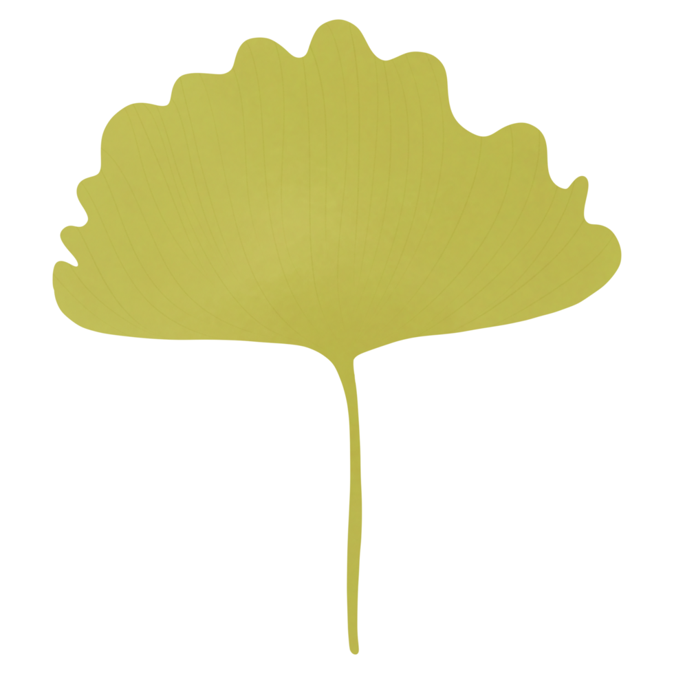 Autumn green ginkgo png