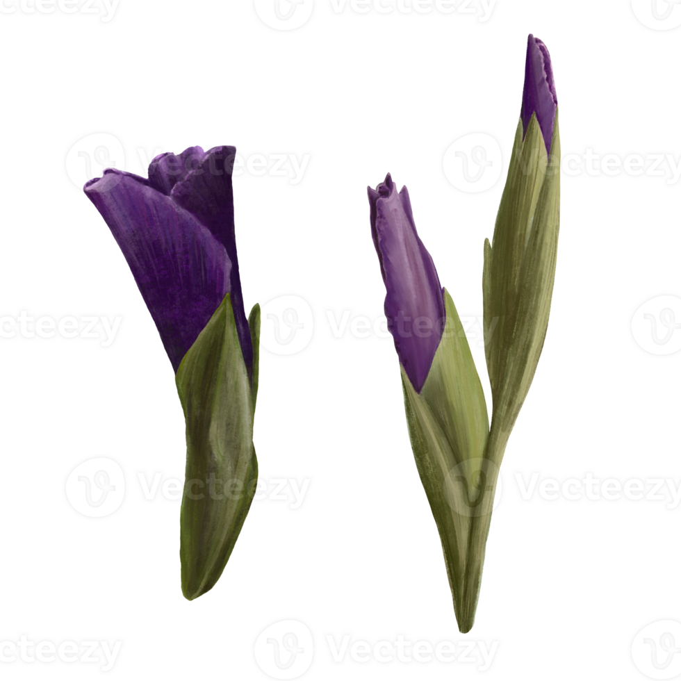 Watercolor gladioluses plant, hand drawn digital floral illustration, set of flowers, buds and leaves. Plant design for greeting, invitations, birthday cards, prints, flyer, stickers png