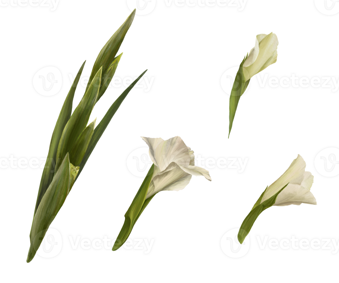 Watercolor gladioluses plant, hand drawn digital floral illustration, set of flowers, buds and leaves. Plant design for greeting, invitations, birthday cards, prints, flyer, stickers png