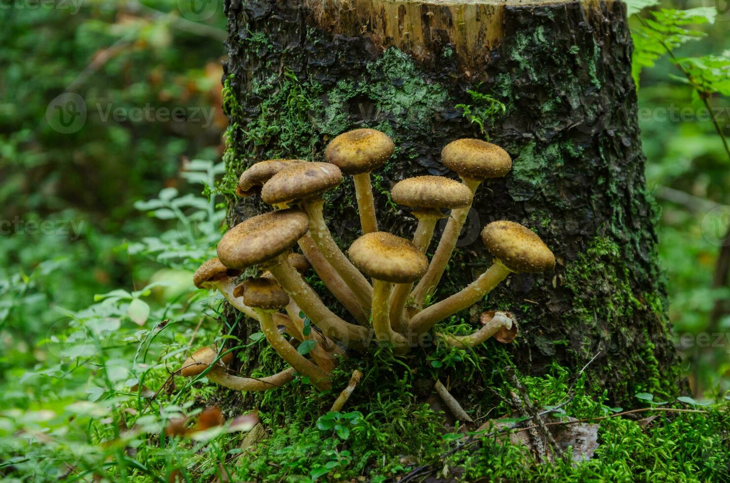 Mushrooms grow near a stump. Armillaria mellea, known as honey mushroom. Close-up. photo