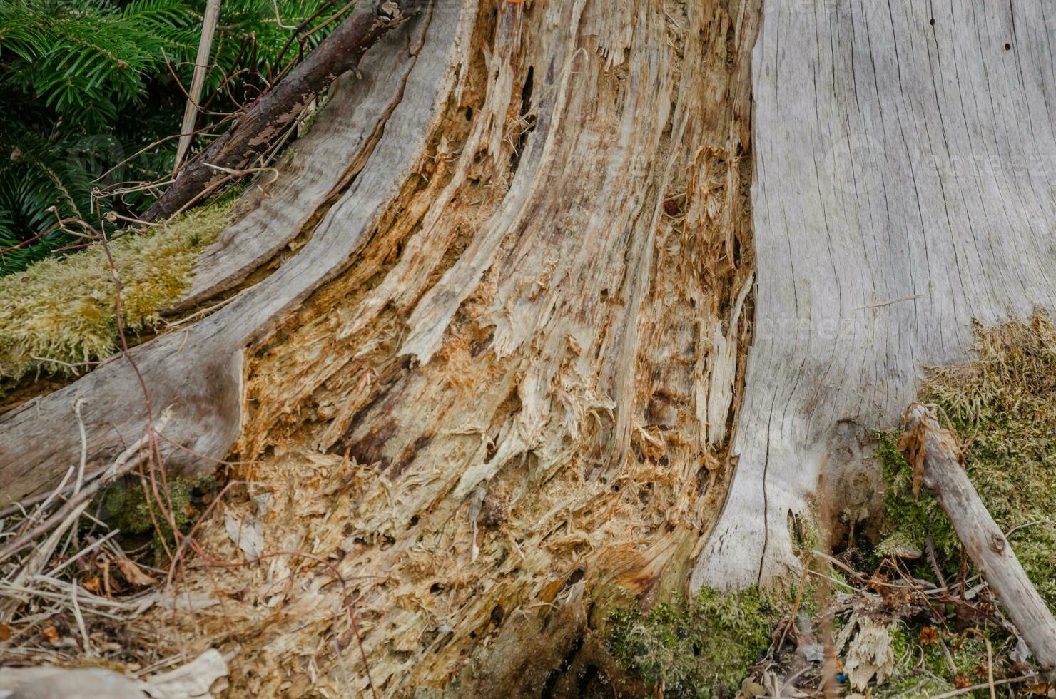 Tree trunk eaten by ants photo