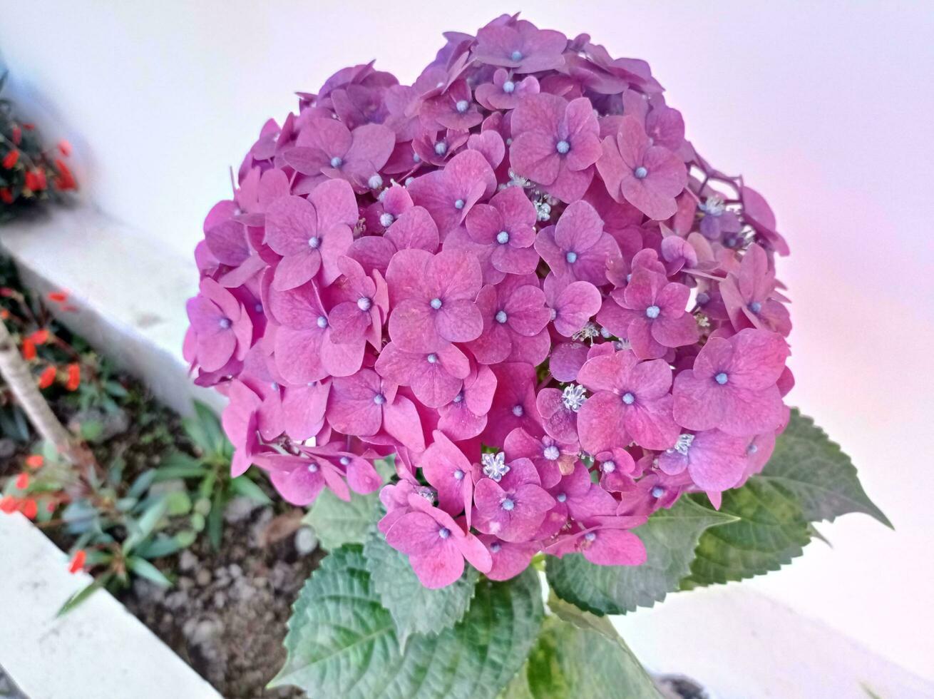 a purple flower is sitting on the ground photo