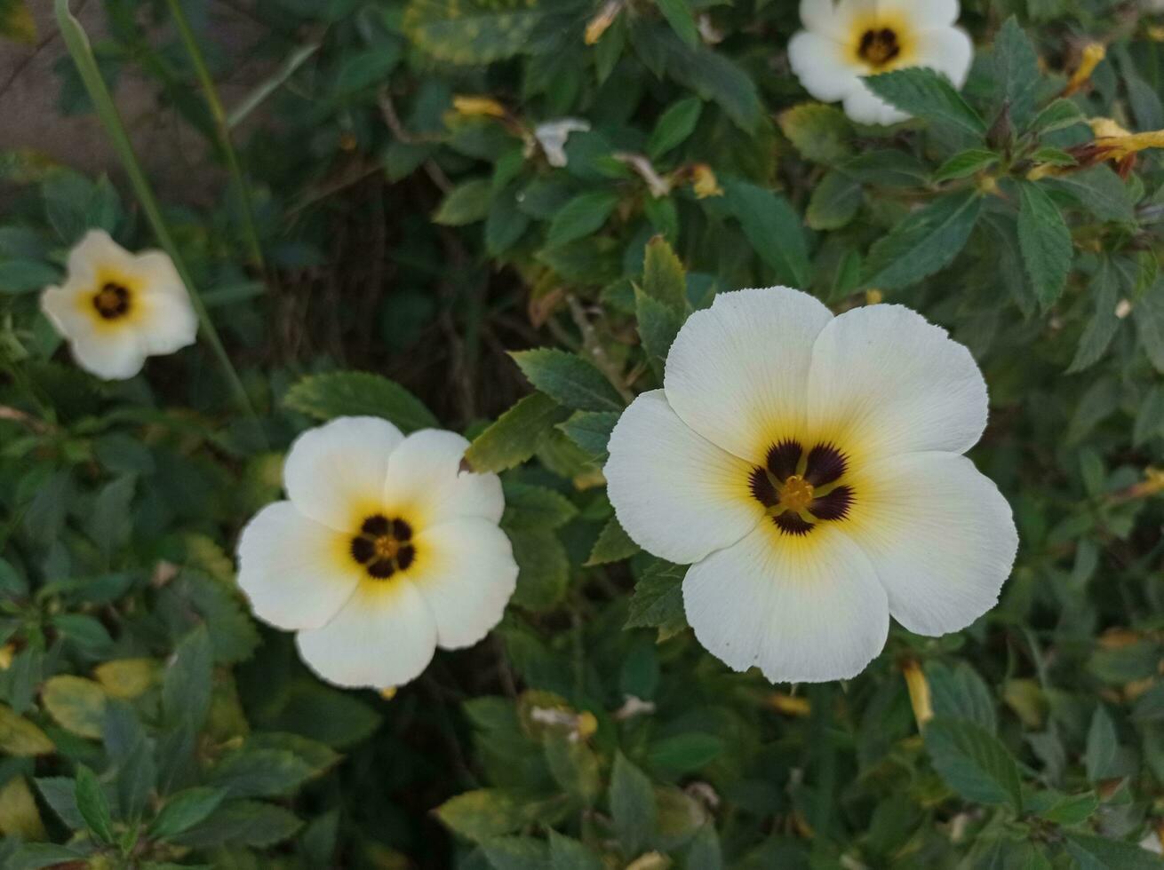 white flowers with black centers in a garden photo