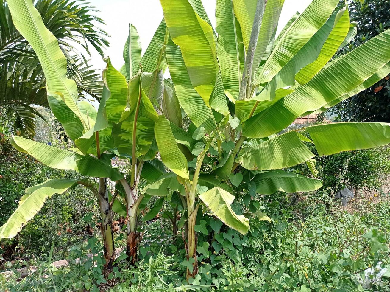 banana tree in the garden photo